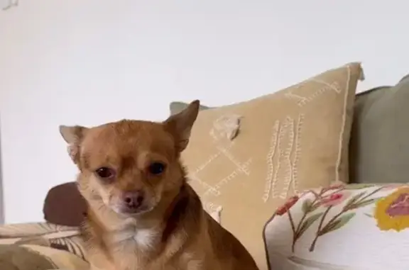 Lost Small Dog: Brown/Ginger,...