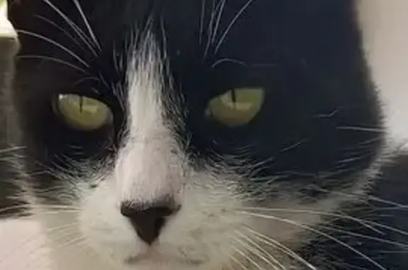 Sociable Gato Perdido en Gines: Ayuda
