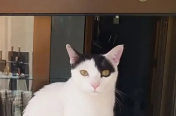 Gato Perdido: Blanco con Manchas Negras en Castelló