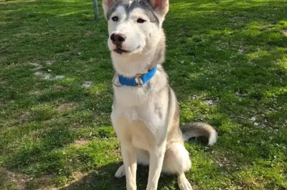 Chien perdu , photo : Chien gris-blanc perdu Croix-Mare, collier bleu