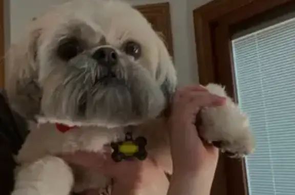 Lost 10lb Shih Tzu 'Chewy' in Hamilton