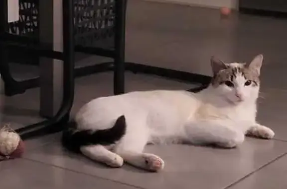 Chat blanc perdu, tâches beiges, yeux bleus - photo