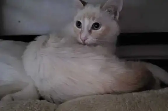 Chat perdu : blanc, museau et queue rousse - photo