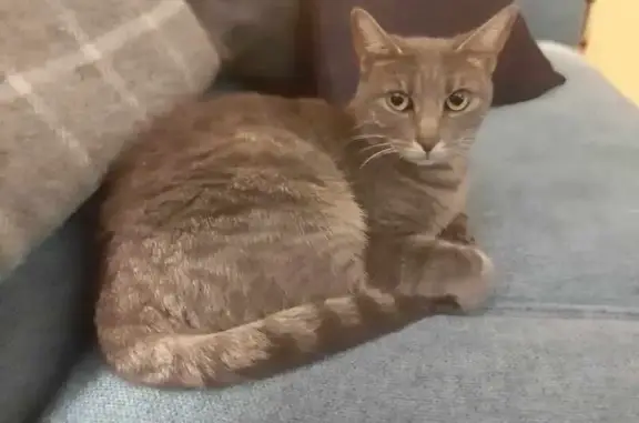 Animaux perdus Angers, photo: Chatte grise perdue à Angers, rue Lainé