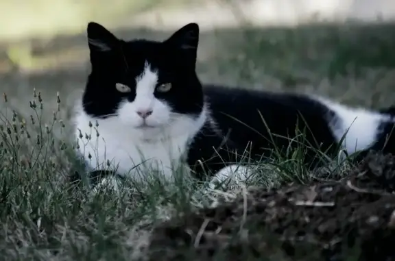 Chatte noire et blanche perdue à Côtebrune - photo