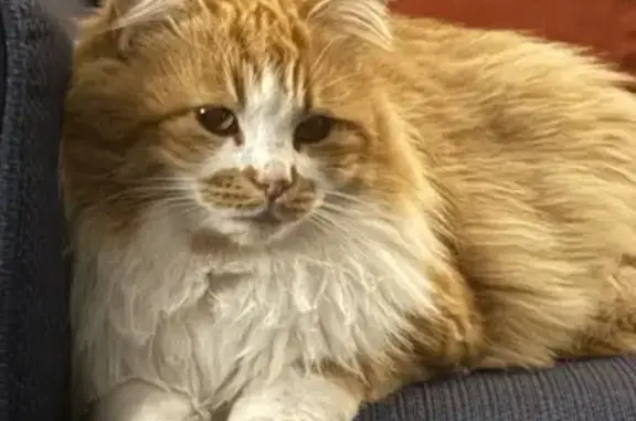 Animaux perdus Charleval, photo: Chatte perdue: rousse, blanche, yeux verts