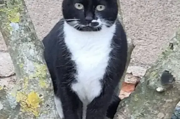 Chatte perdue, Socquette, noire et blanche - photo