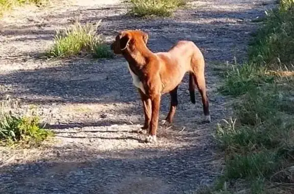 Perro Perdido en Olivar de Ros...
