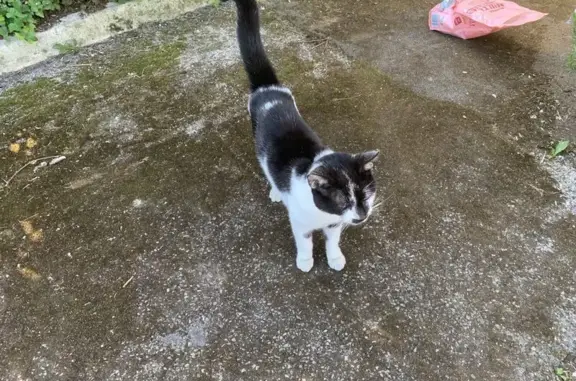 Animaux trouvés Amiens, photo: Chat mâle non castré trouvé à Amiens