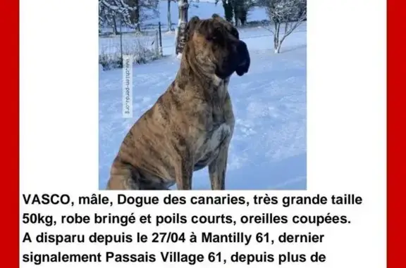 Chien perdu, 50kg bringé, Mantilly - photo