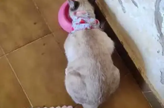 gato desaparecida