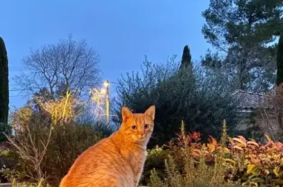 Chat perdu, Uzès, photo: Chat roux perdu, 6 ans, sociable, Uzès