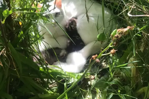 Chat blanc et 4 chatons trouvés à Saint-Brieuc - photo