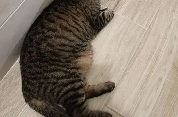 Animaux perdus Caen, photo: Chatte tigrée perdue à Caen