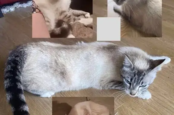Chat trouvé Dijon, photo: Chatte croisée Siamois trouvée à Dijon