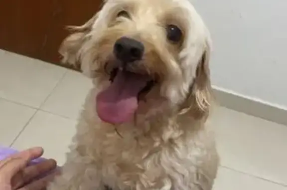 cachorro desaparecida