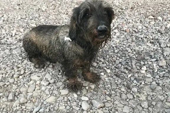 Chien trouvé Fleury-sur-Orne, photo: Teckel noir/gris/marron trouvé à Fleury-sur-Orne