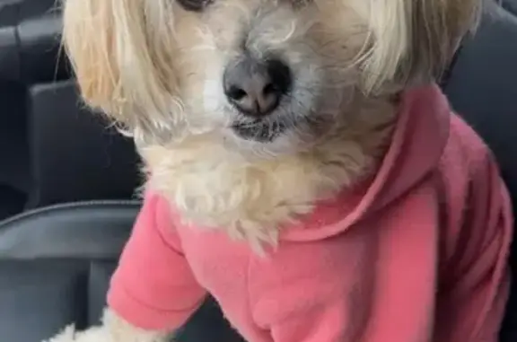 Help Find Sadie: 16-Year-Old Lost Dog