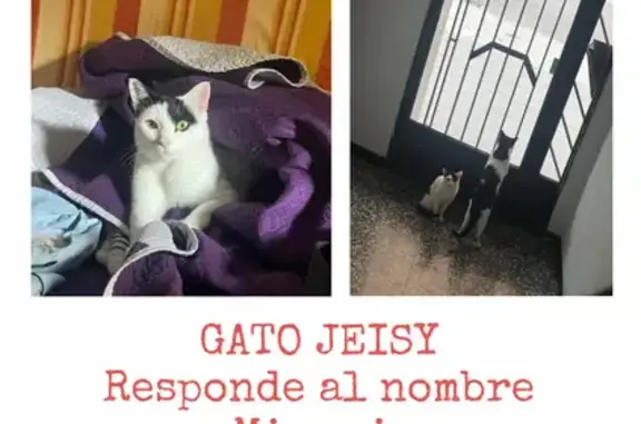 ¡Ayuda! Gato Blanco y Negro Perdido