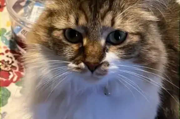 Help Find Munchkin: Missing Tabby Alert!
