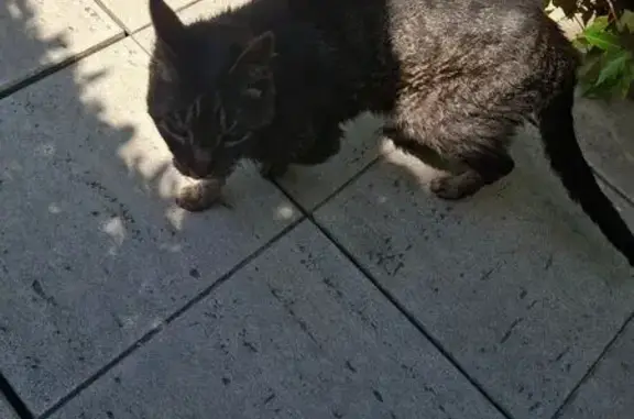 Chat maigre et sociable trouvé à Sceaux - photo