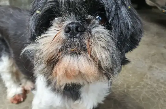 Chien perdu , photo : Petit Shitzu noir perdu à Ossages