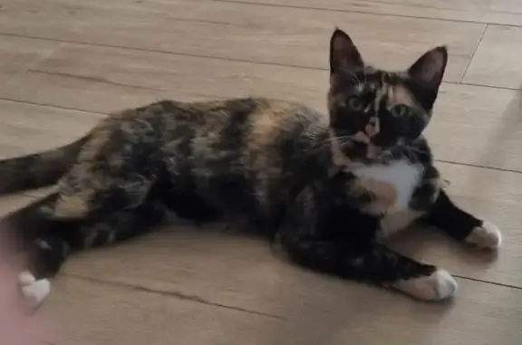 Chatte perdue : Manchita, écaille de tortue - photo