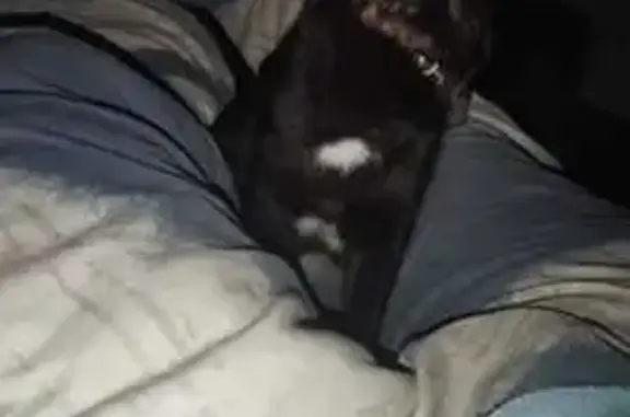 ¡Gato Negro Perdido en Palau-solità!
