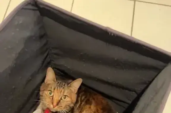Animaux perdus Nantes, photo: Chat de gouttière marron perdu à Nantes