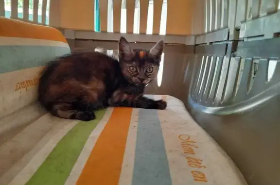 Chaton écaille trouvé à Guérande - photo