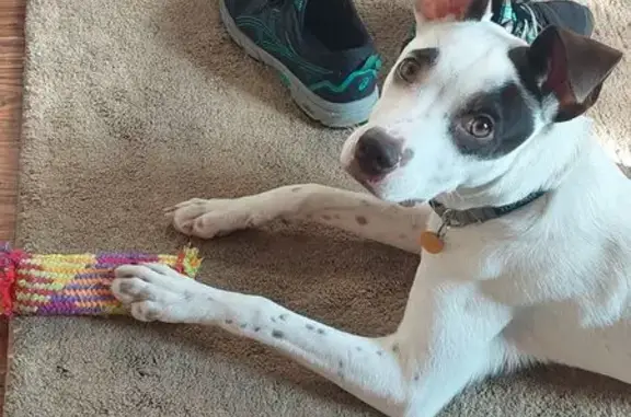 Found: White Dog with Brown Sp...