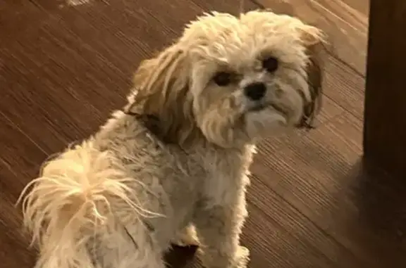 Lost Dog on South Hunter Mesa Drive
