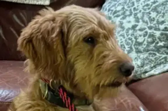 Help Find Our Lost Skittish Goldendoodle