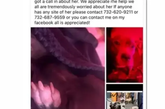 Lost Dog: Friendly Grey Coat in Keyport
