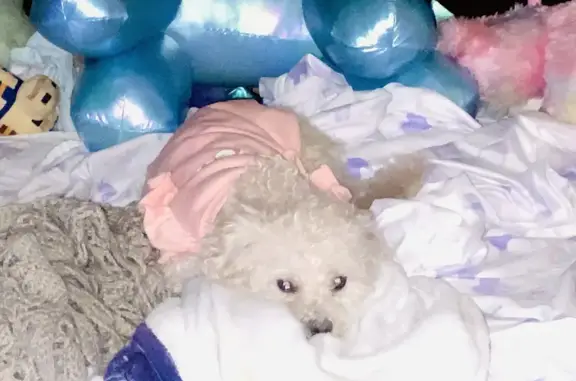 Lost: Sweet Poodle Mix Mel in Woodruff