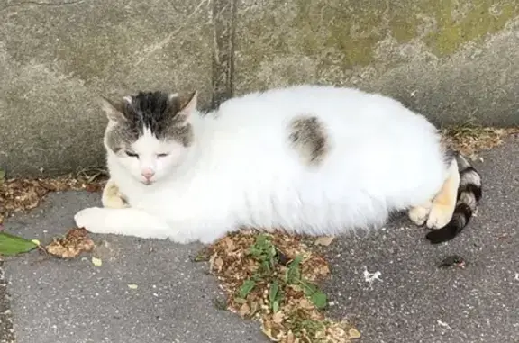 Chat trouvé: blanc et tigré, Amiens - photo