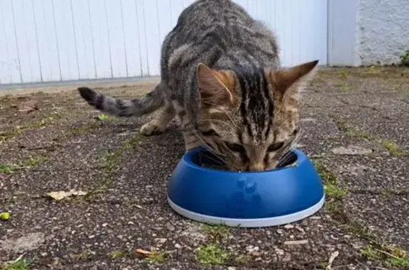 Jeune chat mâle tigré trouvé à Chauray - photo