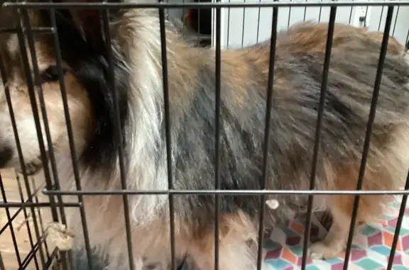 Found: Elderly Sheltie on Shad...