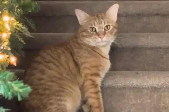 Lost Orange Tabby - $500 Reward!