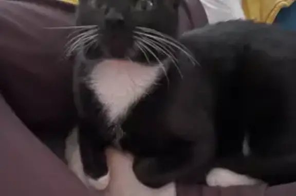 Lost Cat Gigi: Black with White Paws