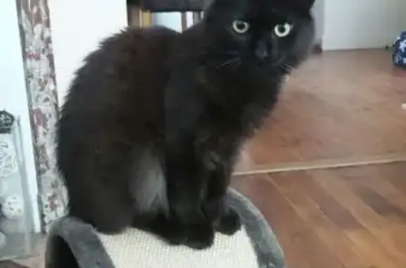 Animaux perdus , photo: Chatte perdue à Nantes, poils longs noirs