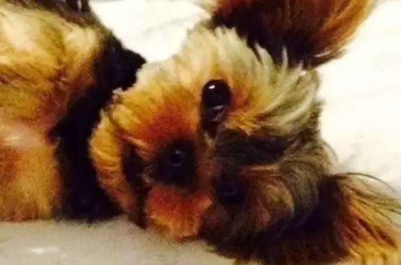 Lost Yorky: Small, Older, Female - Chino