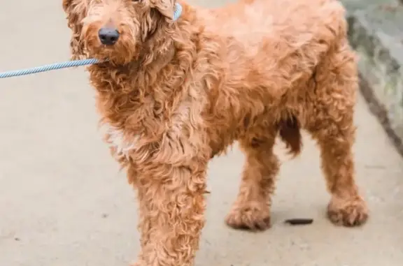 Lost: Timid Dark Brown Goldendoodle