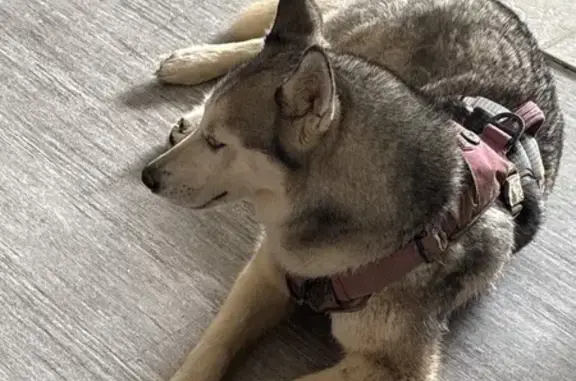 Found: Well-Behaved Dog on N P...