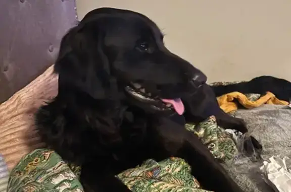 Lost Dogs: Golden & Black in Laurel