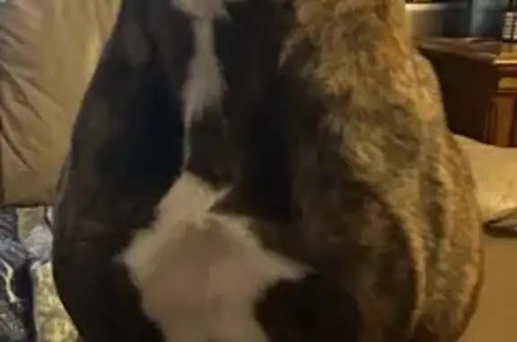 Lost Brindle Dog Near N. Estelle St, Wichita