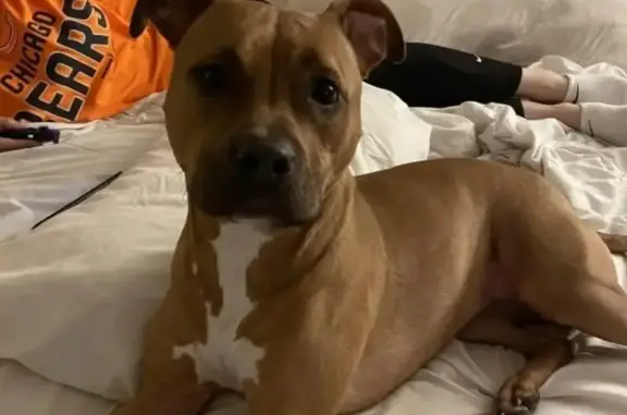 Lost Dog: Brown with White Patch, Joliet