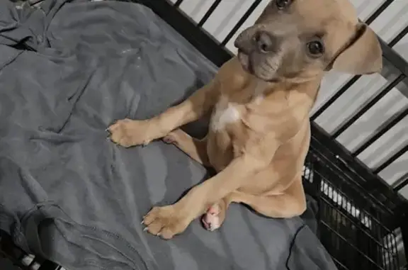 Lost Dog: Shy, 1-Testicle, White Patch