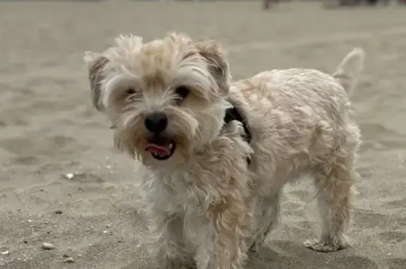 Lost Morkie: Beige Male, Plainfield Area