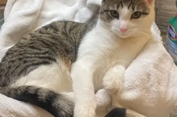 Lost Cat: White/Brown/Black in St. Clair